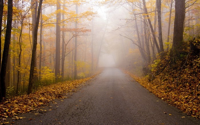 Road through a foggy autumn forest