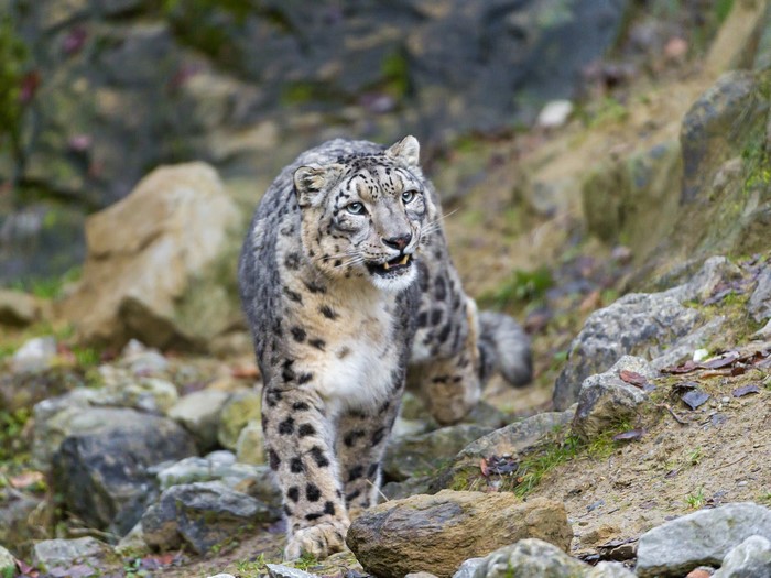 Snow leopard walking on rocky terrain