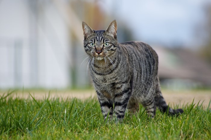 Tabby cat standing on grass