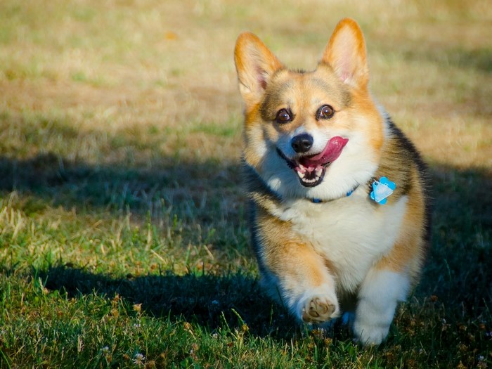Pembroke Welsh Corgi running on grass