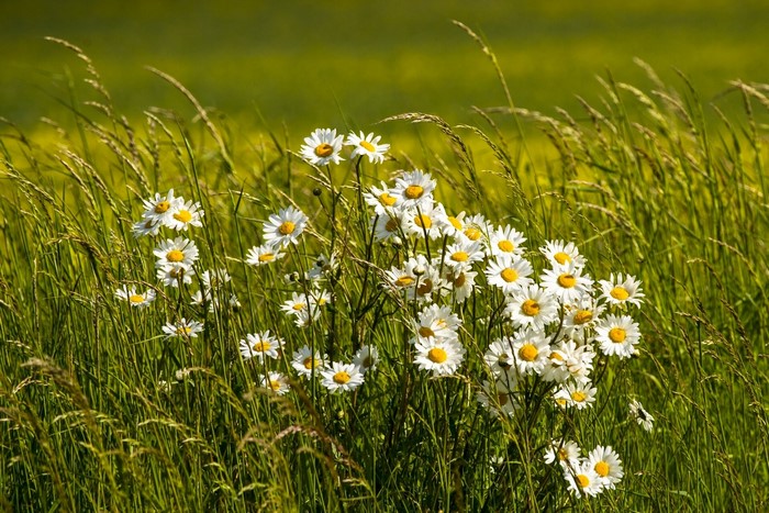 White daisies in tall green grass