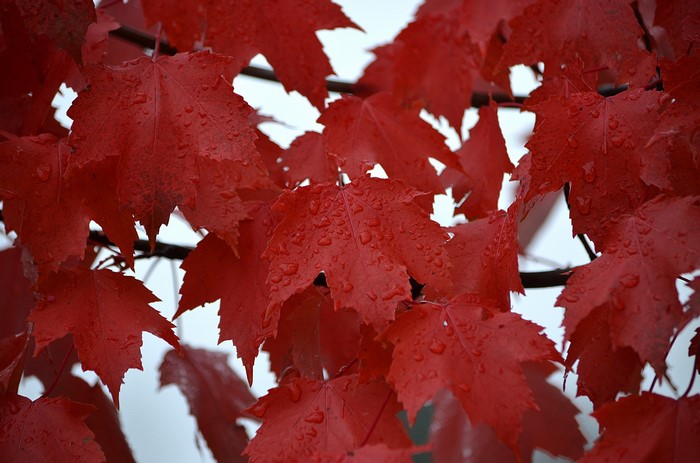 Red Maple Leaves with Water Drops in Autumn