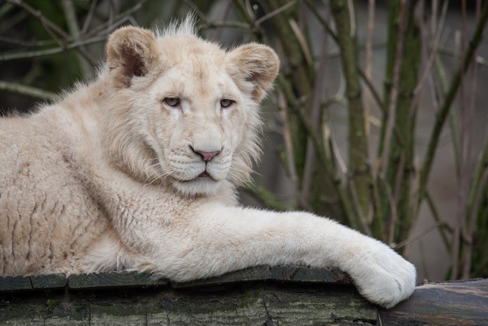 White Lion Cub Lying on Wood