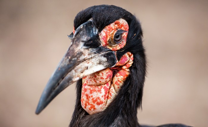 Close-up of a Southern Ground Hornbill bird's head