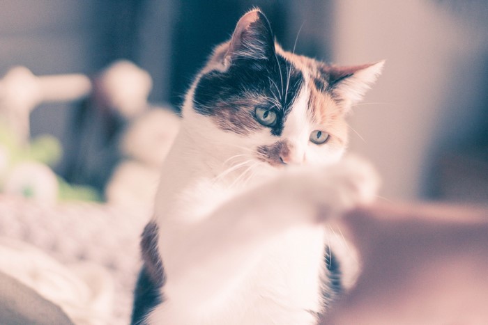 Calico cat with green eyes playing