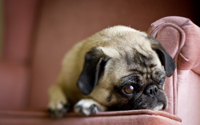 A Pug dog rests on a pink armchair