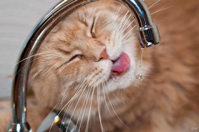 Ginger cat drinking water from a tap