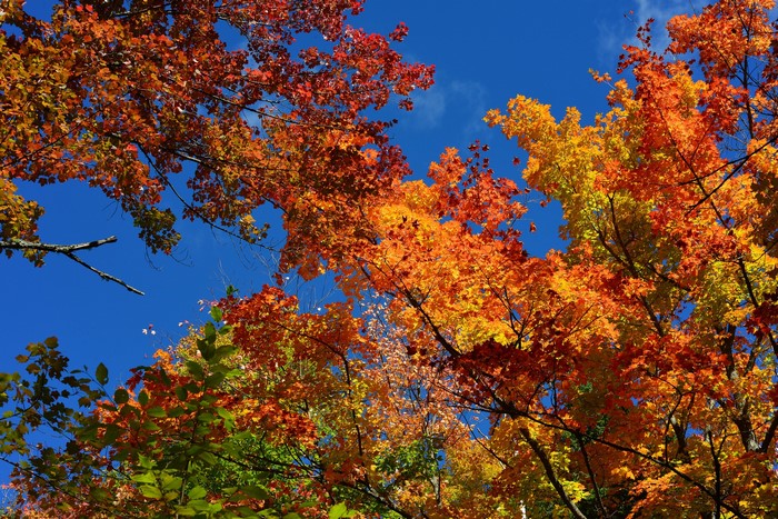 Autumn foliage against a bright blue sky