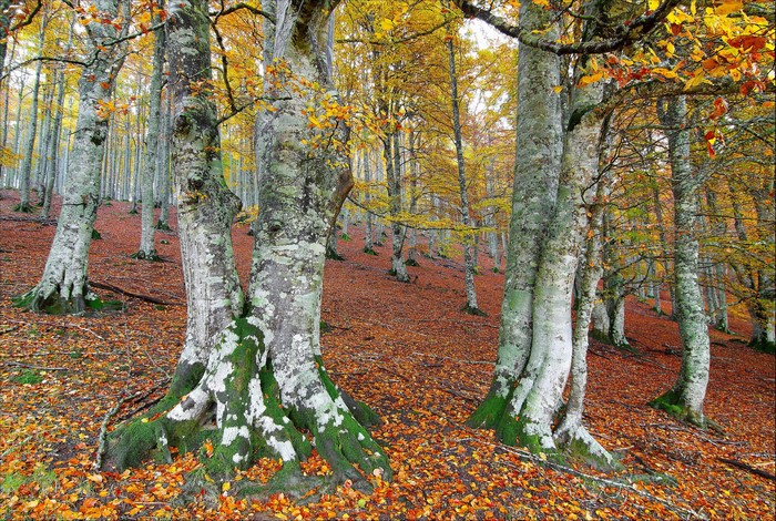 Autumn forest with colorful fallen leaves and large trees