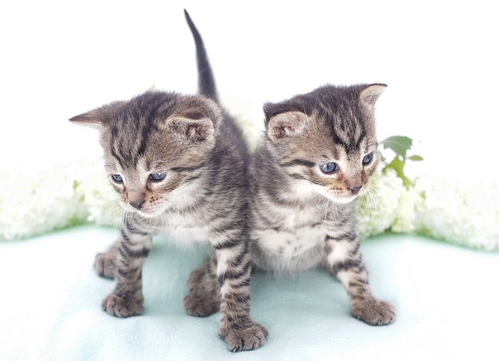 Two tabby kittens with blue eyes and white flowers