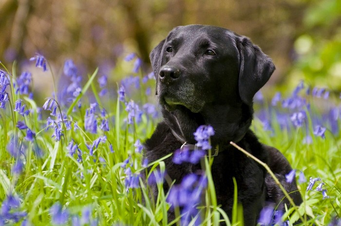 Black Labrador Retriever in Bluebells