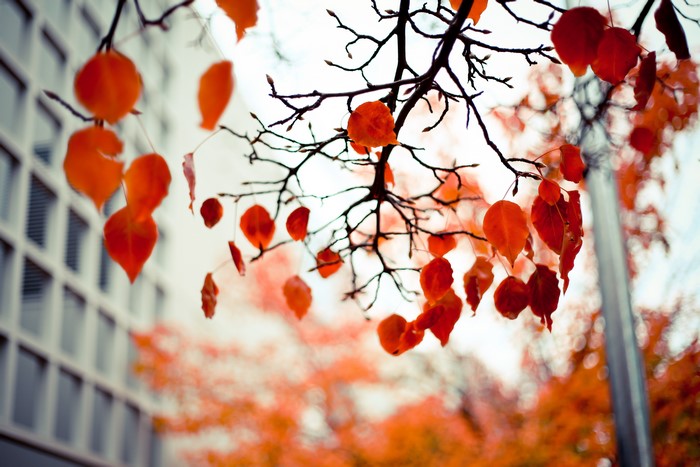 Autumn Foliage on Branches