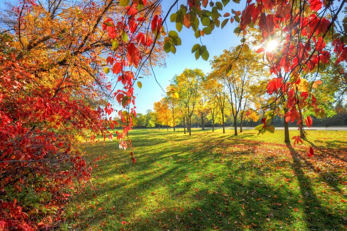 Autumn park with colorful trees and green grass