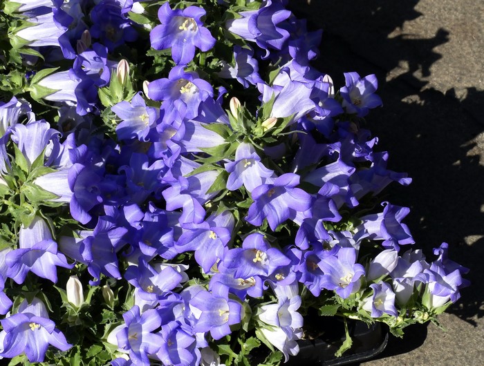 Closeup of purple Campanula flowers