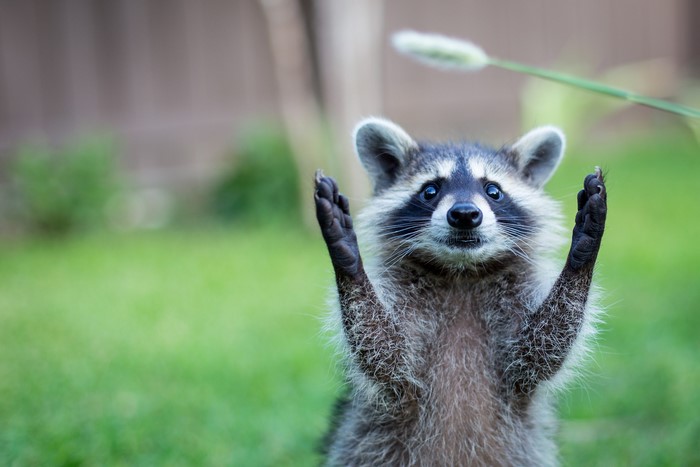 A raccoon stands on its hind legs with its paws raised.