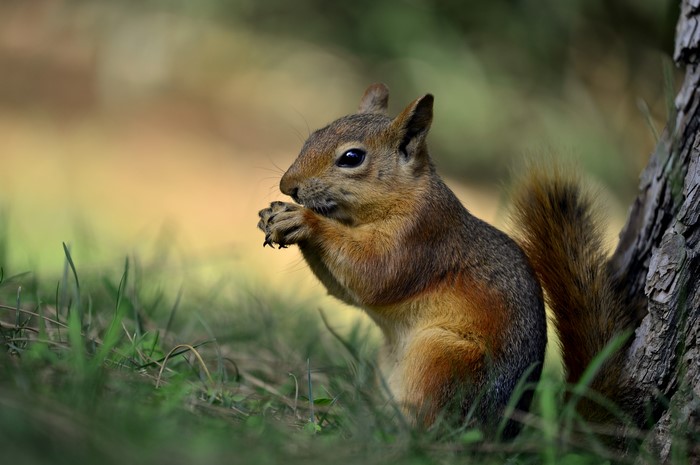 Squirrel eating in grass near tree