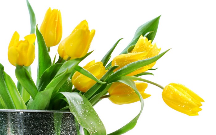 Yellow Tulips with Water Droplets