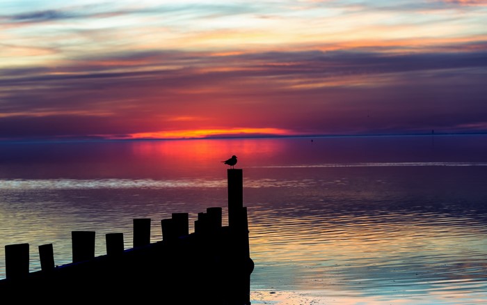 Seagull on post at sunset over the sea