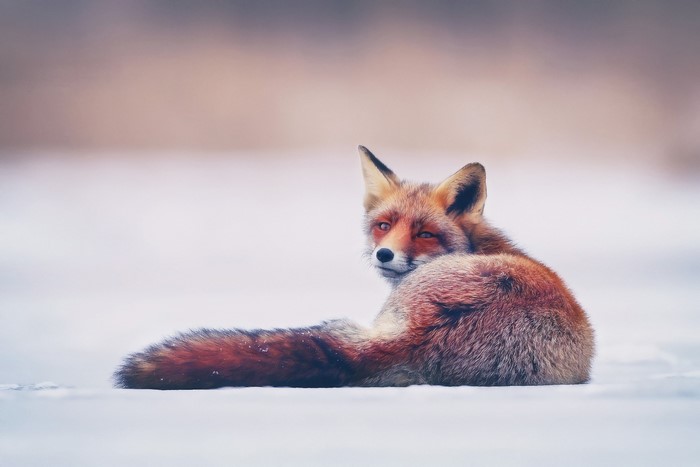 Red fox resting in the snow