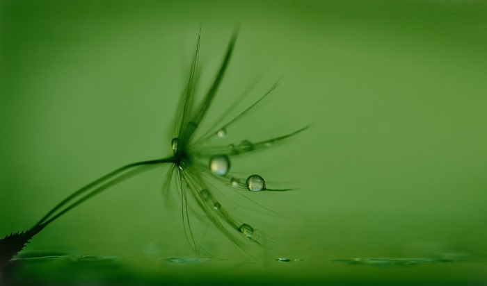 Dandelion seed with water drops on green background