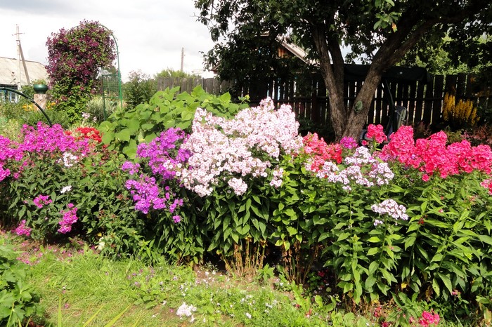 A garden bed filled with blooming Phlox flowers