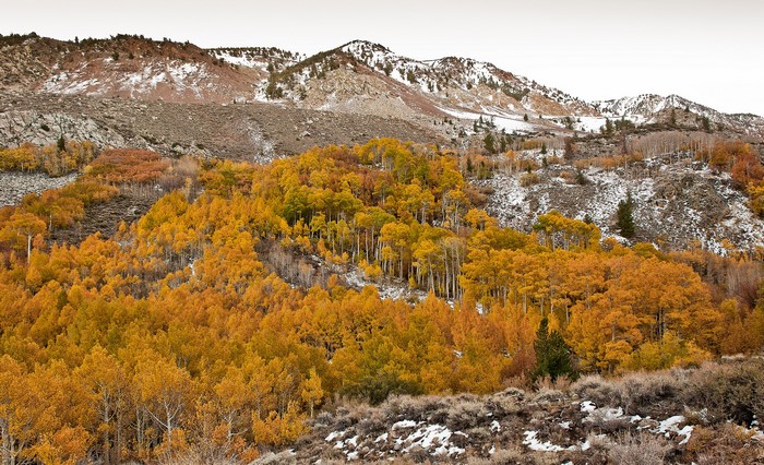 Autumn forest with snow-capped mountains