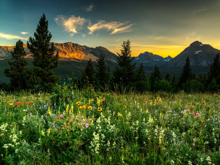 Wildflowers and Mountains at Sunset in Glacier National Park