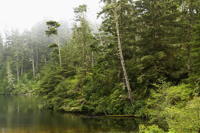 Forests and river in Oregon, USA