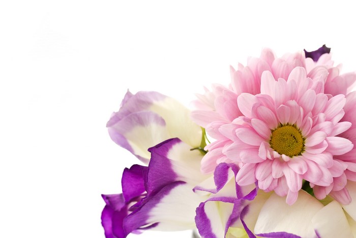 Pink Chrysanthemums and Purple Eustoma Flowers