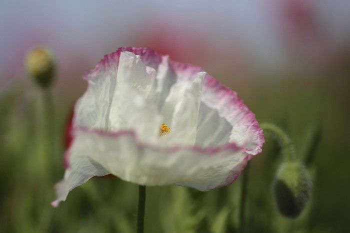 White poppy with pink edges and buds