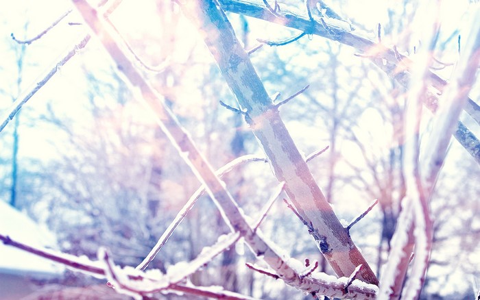 Winter branches covered in snow and ice with sun glare