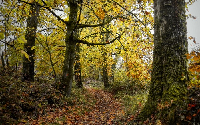 Forest path in autumn with mossy trees