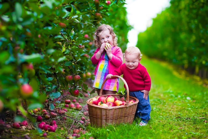 Two children picking apples in an orchard