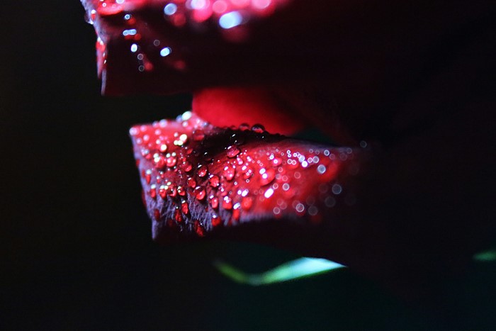 Close-up of red rose petals with water drops