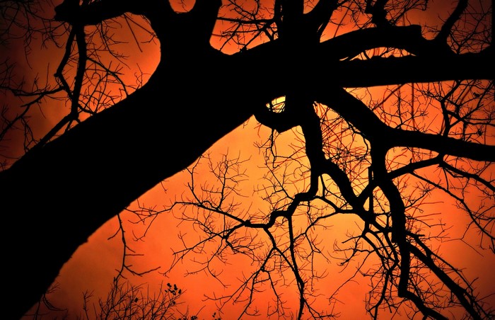 Silhouette of bare tree branches against orange sky