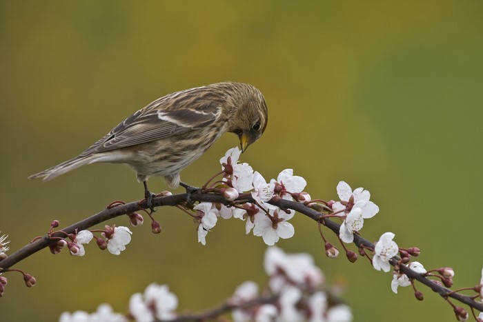 Small bird perched on a flowering branch