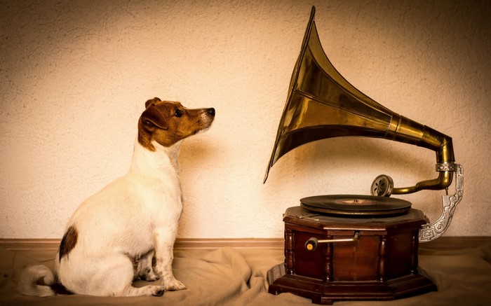 Jack Russell terrier sitting next to a vintage gramophone