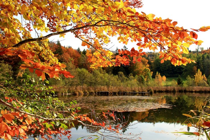 Autumn lake with colorful trees and branches