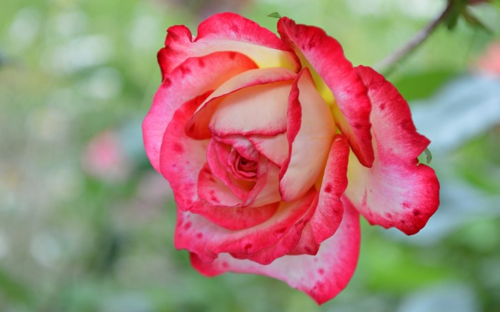 Close-up of a bicolor rose with red-edged petals