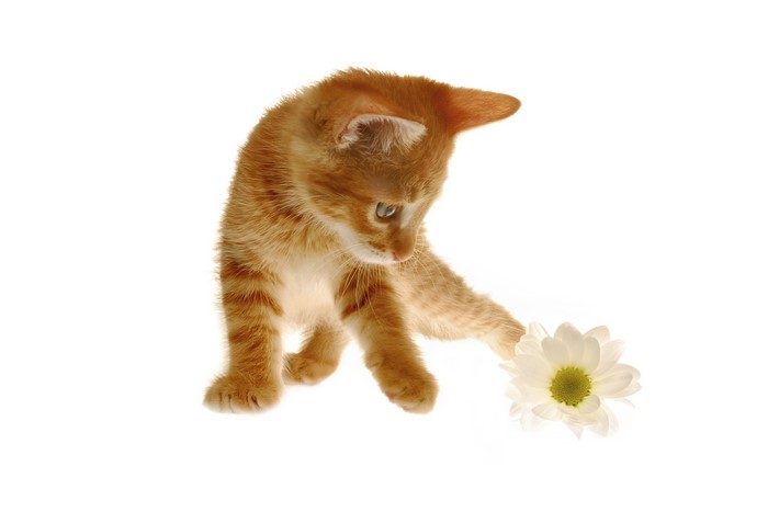 Ginger kitten playing with a white flower