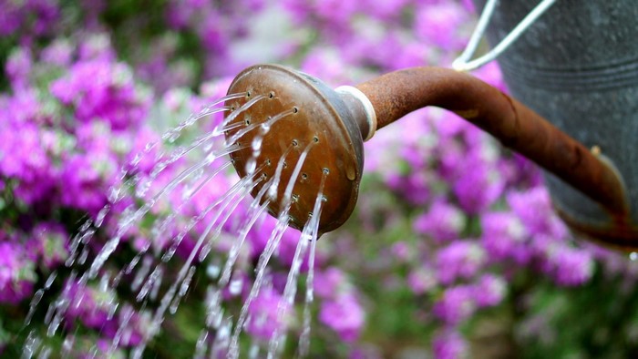 Watering flowers with a rusty watering can