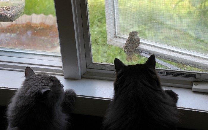 Two cats watch a bird through a window