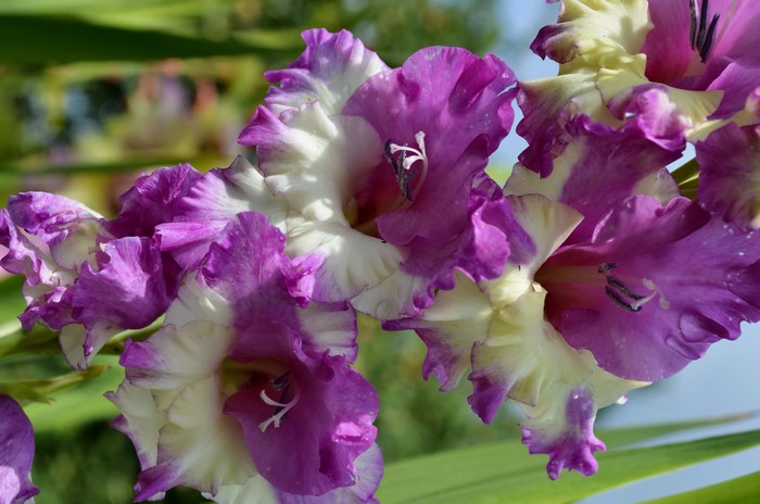 Close-up of purple and white Gladiolus flowers