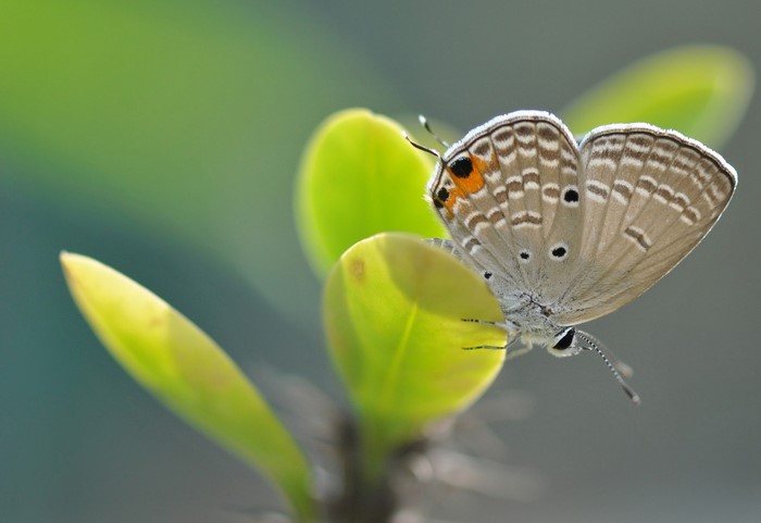 Butterfly on a green plant