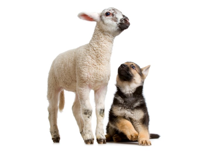 Lamb and German Shepherd puppy looking up