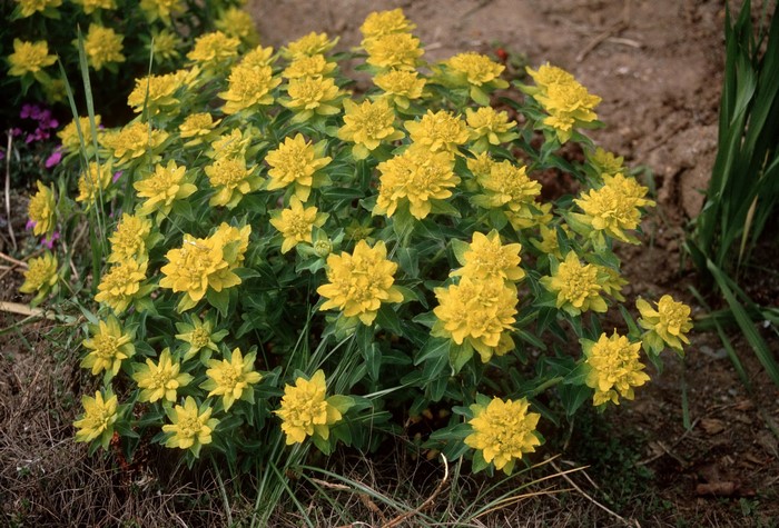 Yellow Euphorbia shrub with green leaves