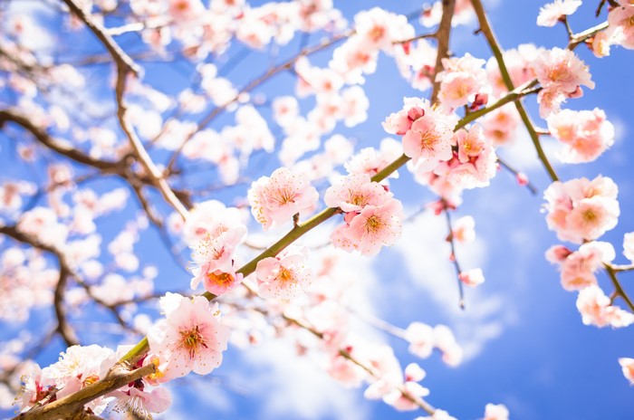 Pink Cherry Blossoms on Branches Against Blue Sky