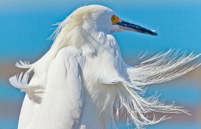 Close-up of a white egret with wind-blown feathers