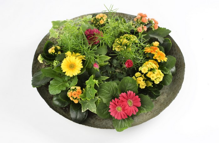 Gerberas and Kalanchoe in a planter