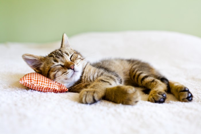 Kitten sleeping on a pillow